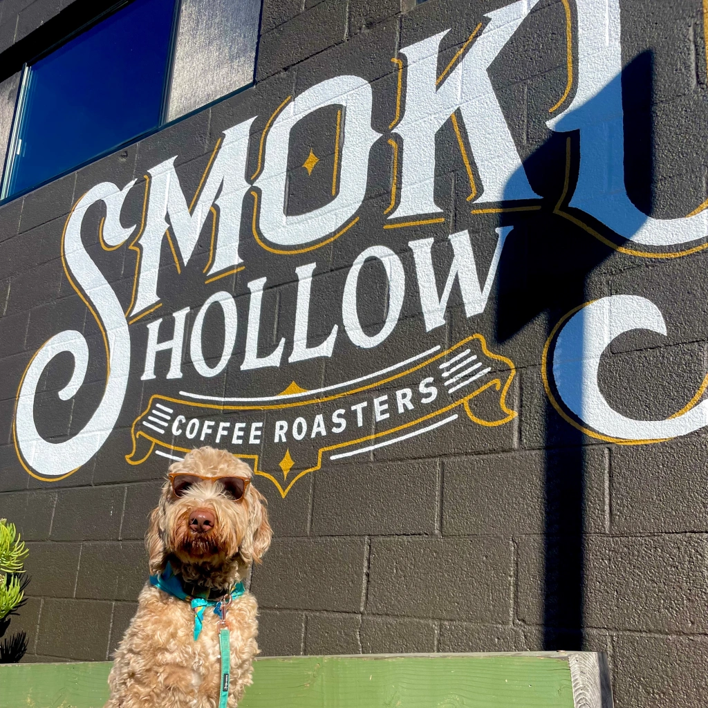 Labradoodle dog Olaf wearing sunglasses sitting in front of painted sign on side of building that reads Smoky Hollow Coffee Roasters